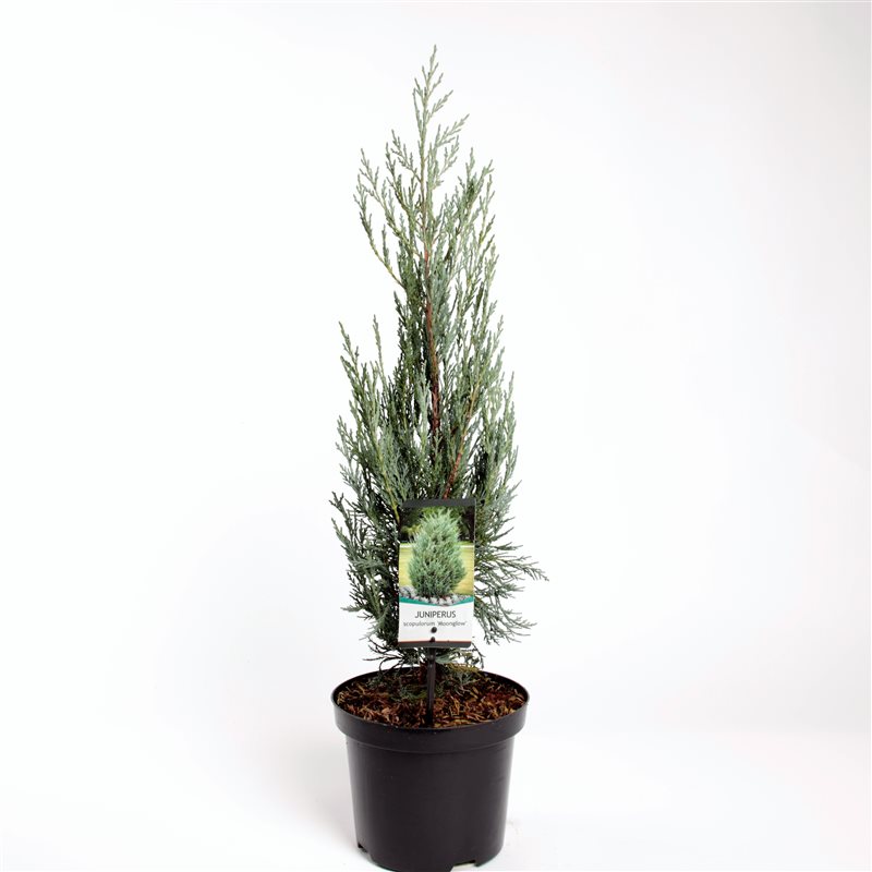 Можжевельник скальный Мунглоу